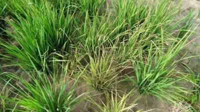 Plants attacked by blast