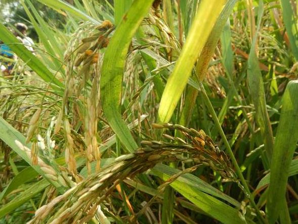 Des panicules de riz attaqué